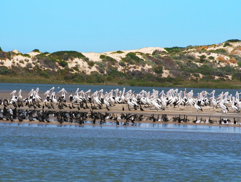 Coorong, Australia
